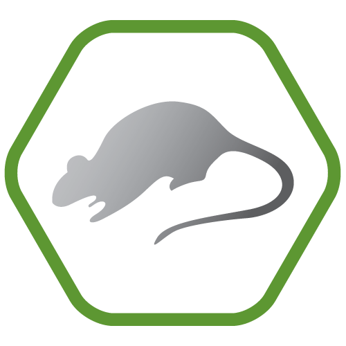 Rat control and prevention